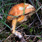 Burnt Orange bolete