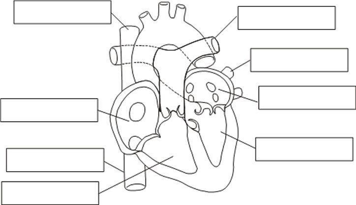 Resultado de imagen de actividades sobre el corazon para niños