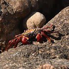 Sally Lightfoot Crab