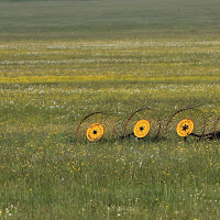 aspettando la mietitura.... di 