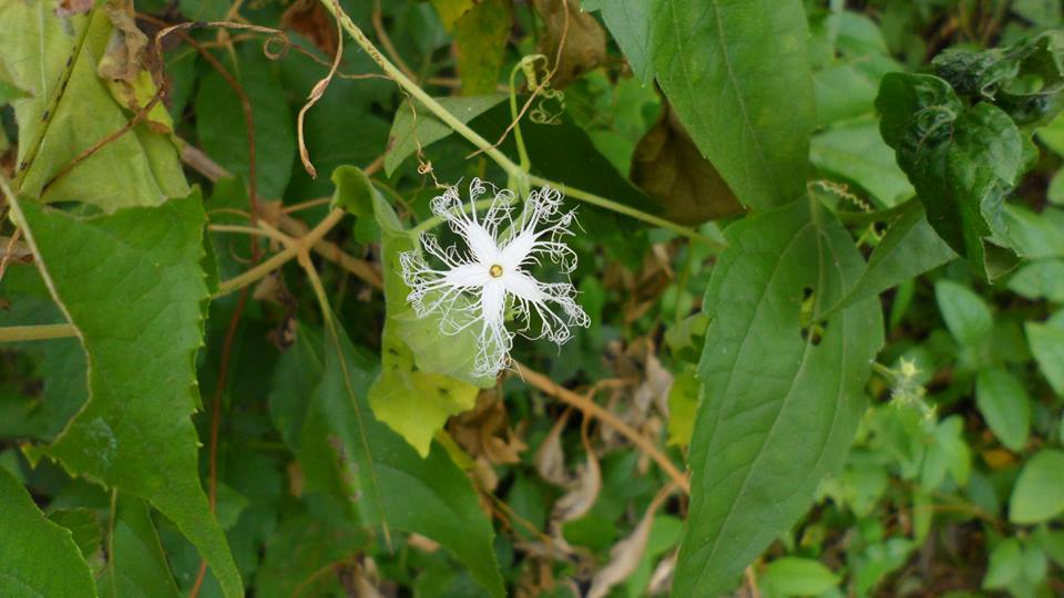 Snake Gourd Flower