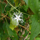 Snake Gourd Flower