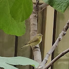 Green Warbler