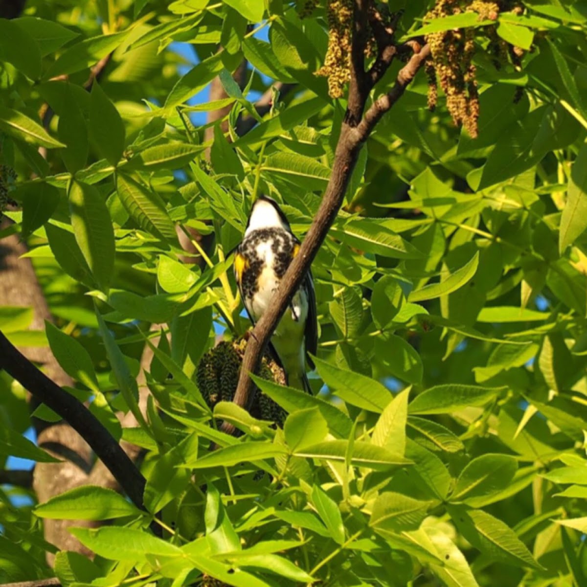 Yellow-rumped Warbler