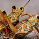 Grasshoppers Wallpapers and New Tab