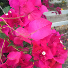 Bougainvillea