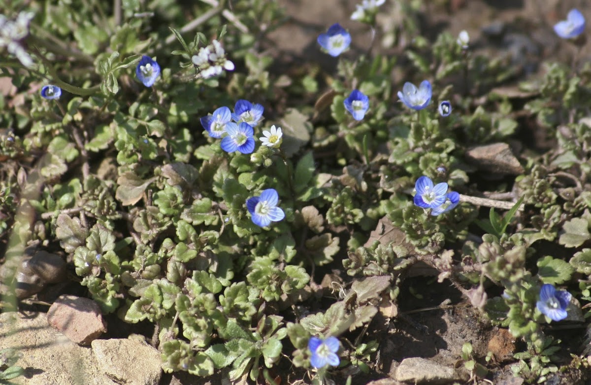 Birdeye Speedwell