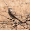 Woodchat Shrike; Alcaudón Común