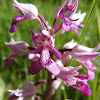 Military Orchid