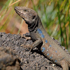 Lagarto tizón (Western Canaries lizard)