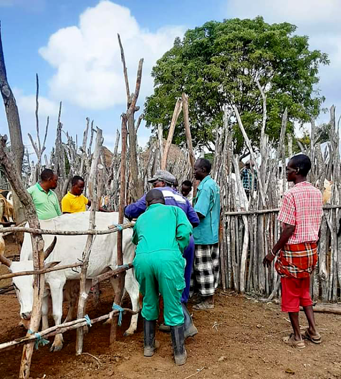 County veterinary officers vaccinate livestock in Lamu.