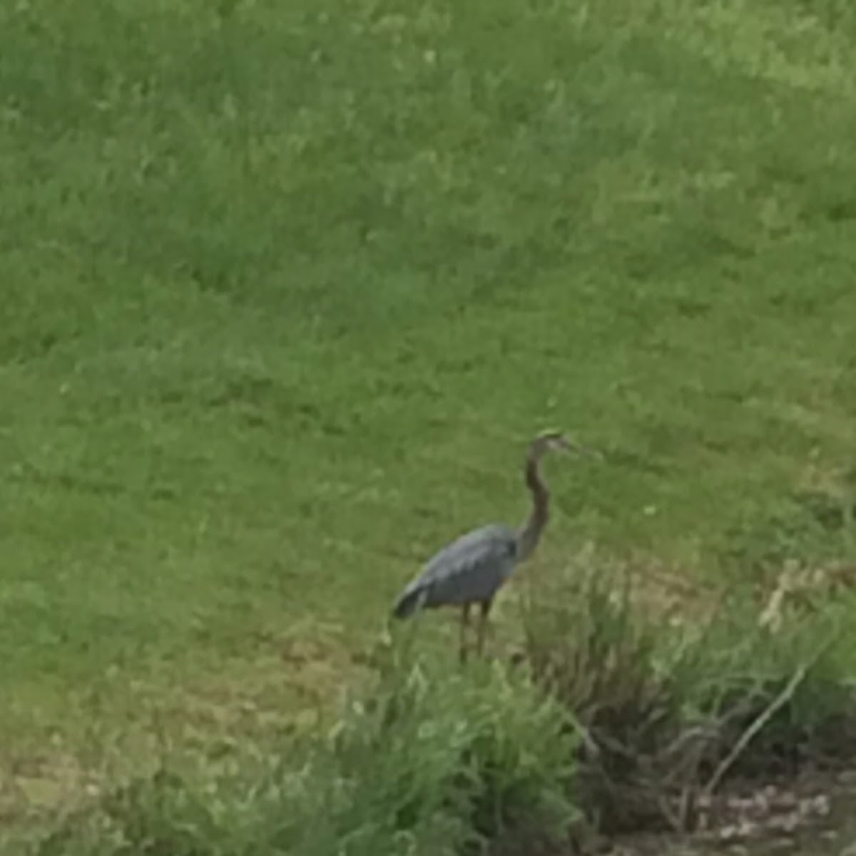 Great Blue Heron