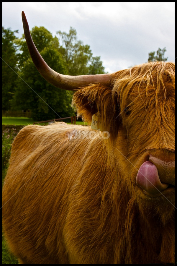 The Hairy Coo | Other | Animals | Pixoto