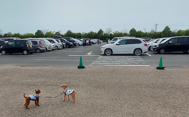 X5の浜名湖ガーデンパーク・ぶんぶん号・長坂養蜂場・愛犬とドライブに関するカスタム事例の投稿画像2枚目