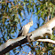 Cockatiel (female)