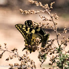 Swallowtail