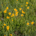 Hairyseed Bahia