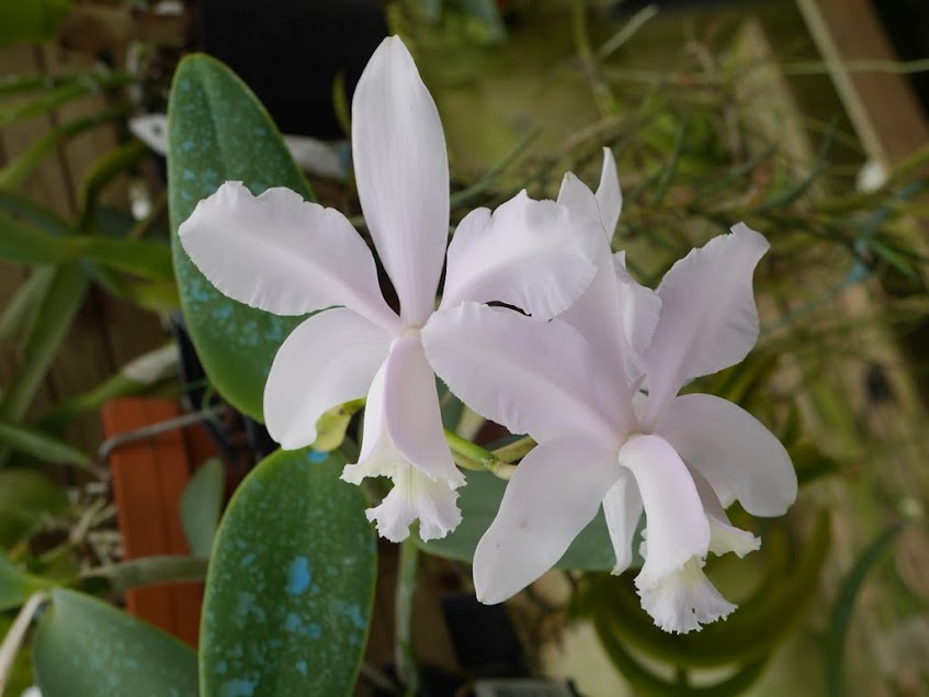 Cattleya loddigesii "Loulou" PbZDPlLU_N0gho4Cn84AbsYHxOs0IHmPQS3Gqhk9BOuNe__51Dlwt5PuG4BT8IO0AMQ4nAULnyxoWneDDV_9N8Qe4DpDU5x9hjGU4f82IcPNEusWcSOY623D2YjUN2LNX-Y0s1shChjn0inNGFq4rzNUDbCa-C2tWdYIRnx4t4JYqJ-w3vJIYmhvvAPBUTw0yHFuVqZU2pw_6WZx5rLylRG6ZqONmI3gneKdgv1wtnv1gzwMG3m9UwV5n1be9158RkEb9V85-vxeUAE5BxUK5WBiAtvxveOVDcUa9EfBBKltj9Ms8NIDig9BEY1SyVzeQbnhQK-Zbemg7gXNAqJRJZrGf8tn5yyVP-O5HSBn0LrckhBUFjG5GWTcMz6GKKAr_NgOKe-RTy591Kqnaf1eKDBNRWvwJXVsFkn-e0IUbCMqpWehOi92iye4eZldaNnCQY6MxCMfmWzCxsj8M8I5o39UKcwHHaCt8kLdw4qaMJkWY2H4CO5ceuw284py2PVmH-P3H0rwmPTNp-beO2uFatA4wKu7RLljFMEMw5I3Y0ew-ahimoAlAM0UuOoFScWkCtUpGkMLfglX1P2XWc36Ct3h7v00vkA170mSg2Dq8RTrHRlrZaQr=w847-h635-no