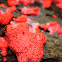 Raspberry Slime Mold