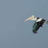 Australian Pelican