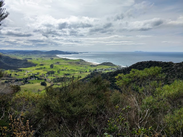 Te Whara Track Coastal Forest View