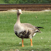 Greater White-fronted Goose