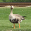 Greater White-fronted Goose