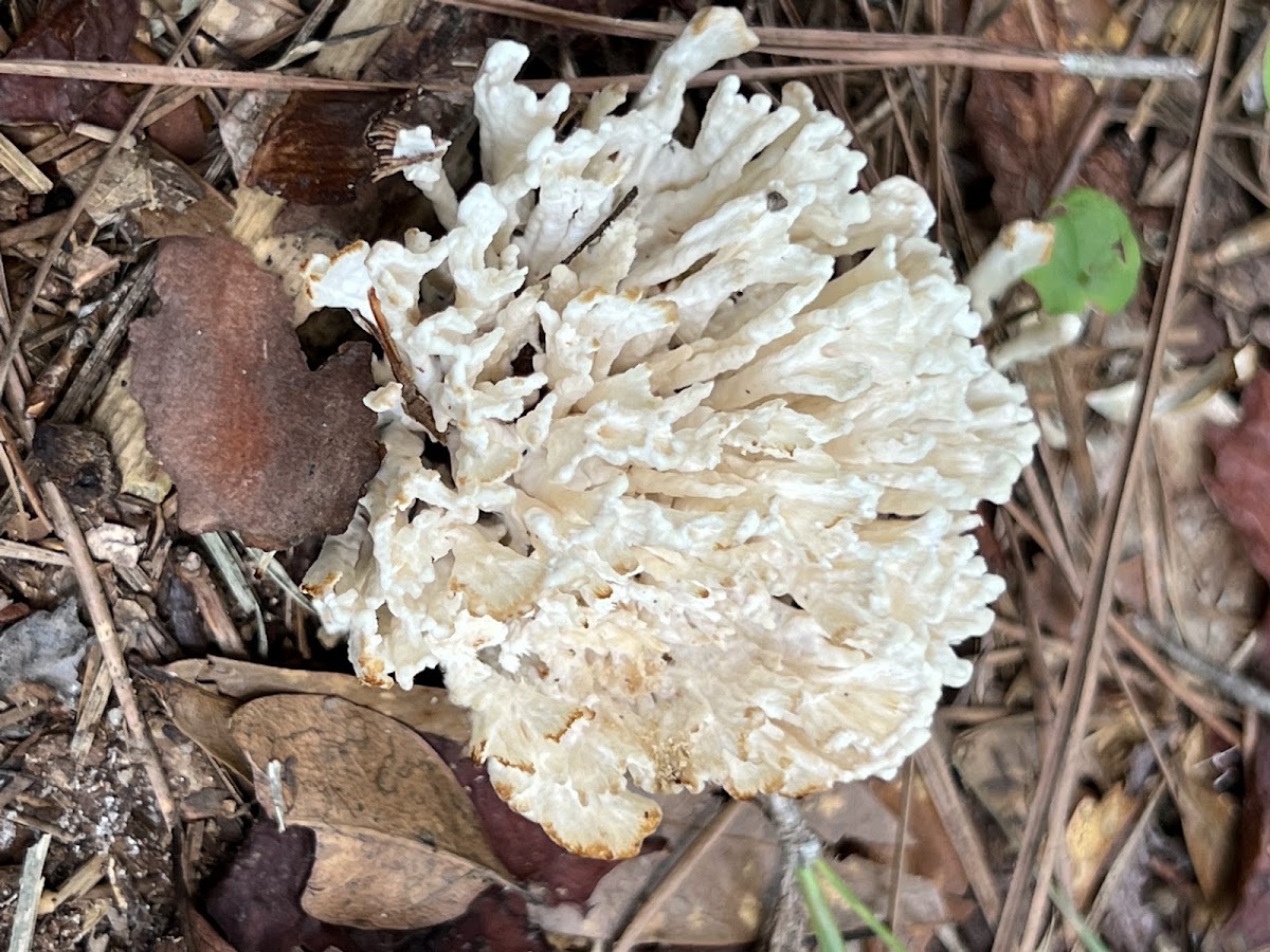 Coral Fungi