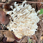 Coral Fungi