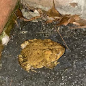 American Toad