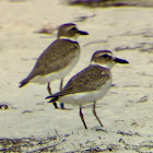 Wilson's Plover