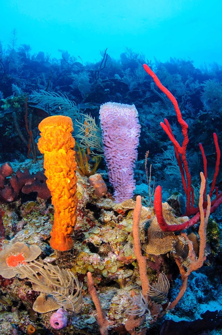 Fantastic coral off the coast of Belize.