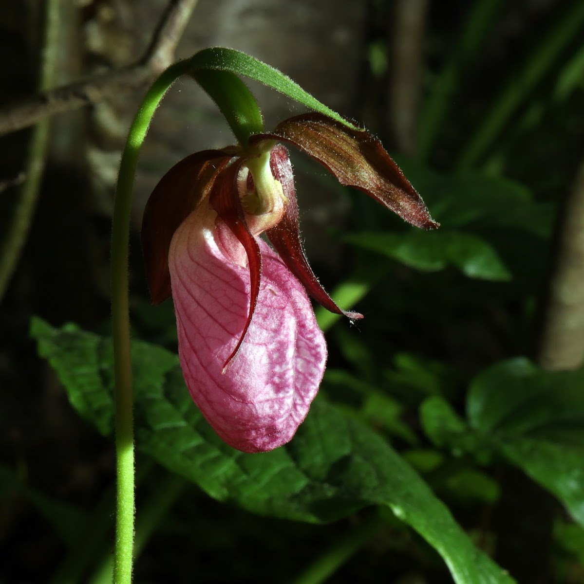 Pink Lady’s Slipper