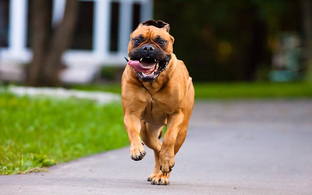 Bullmastiff Tema y Nueva pestaña