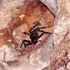 Huntsman Spider