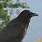 Northwestern Crow