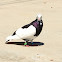 feral Pigeon