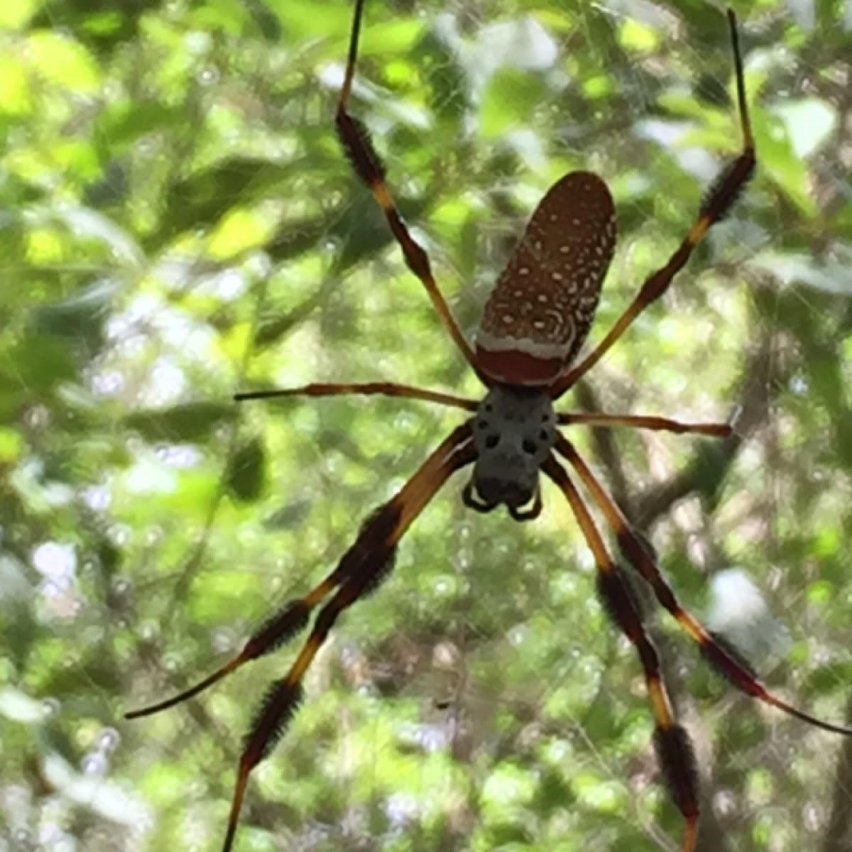 Golden silk spider