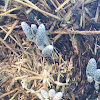 shaggy mane mushroom