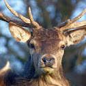 Red deer