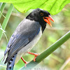 Red-Billed Blue Magpie