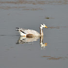 Goose  -  Bar-headed Goose