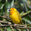 Taveta golden weaver