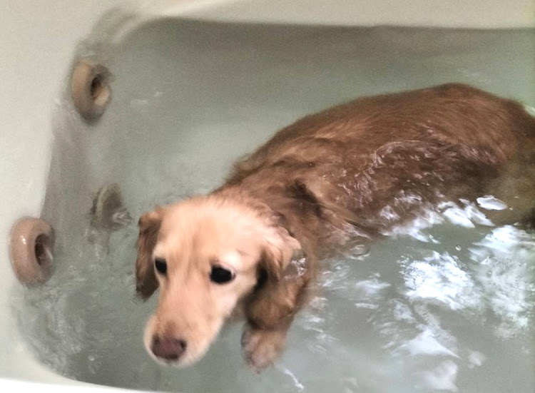 TUBESTさんが投稿したN-WGN・オークション会場・落札・指値・グミちゃんに関するカスタム事例の投稿画像14枚目