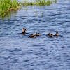 Hooded Merganser