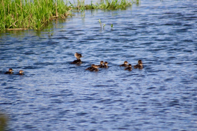 Hooded Merganser