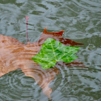 Oggi piove, tutti gli alberi sono felici. di 