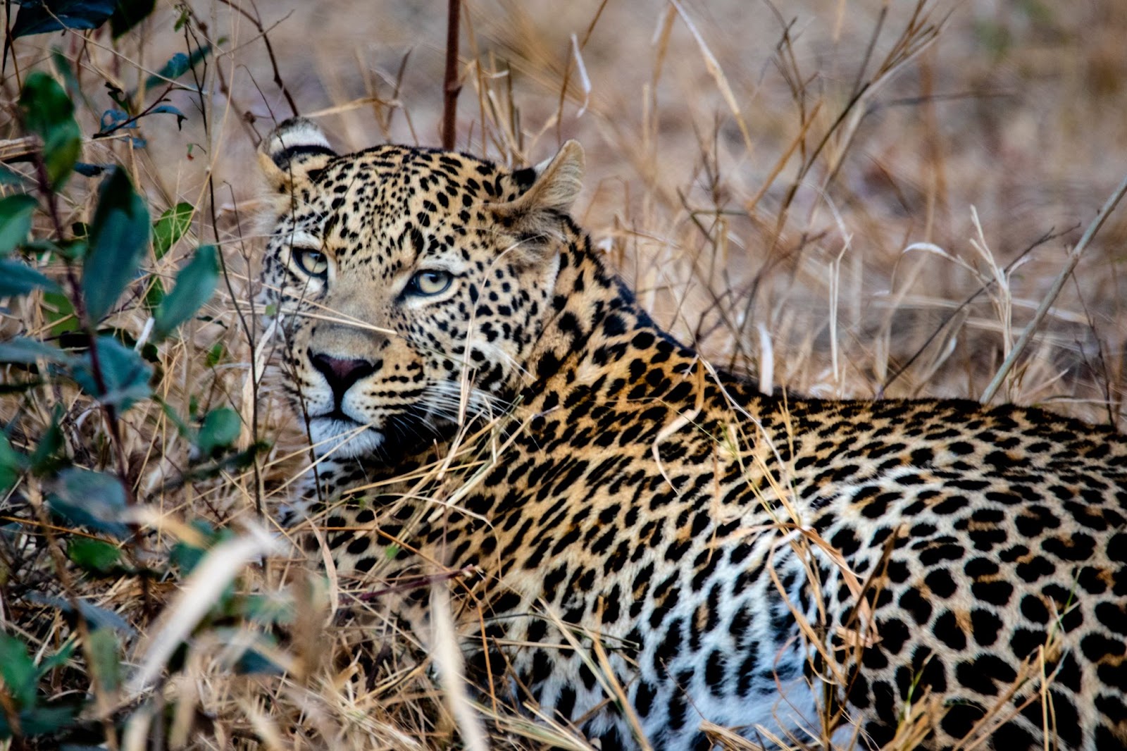 Acinonyx jubatus