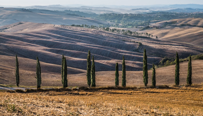 Gli alberi pizzuti di ilariucci