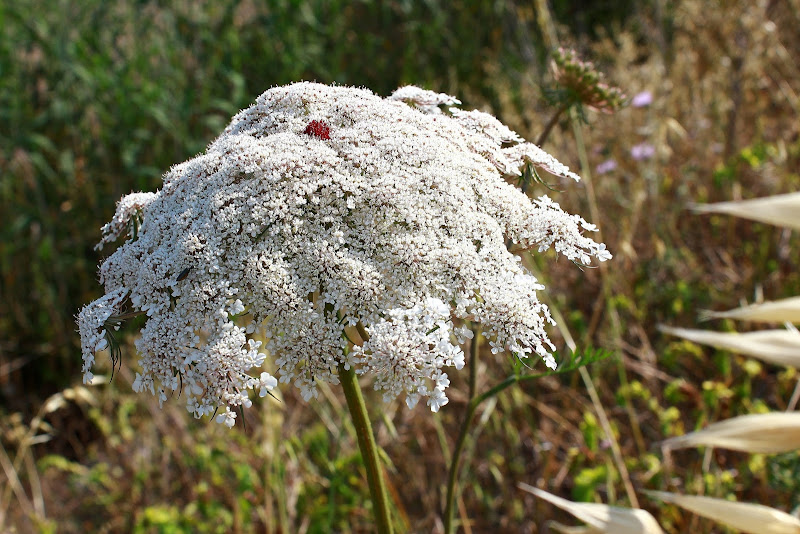 Maggio fioritura di campo di ariosa